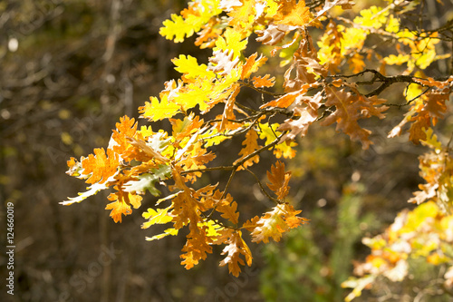oak autumn leaves 