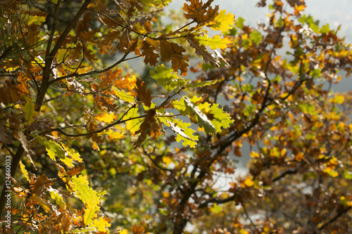 oak autumn leaves 