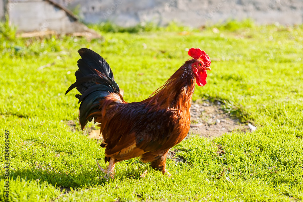 Rooster on grass