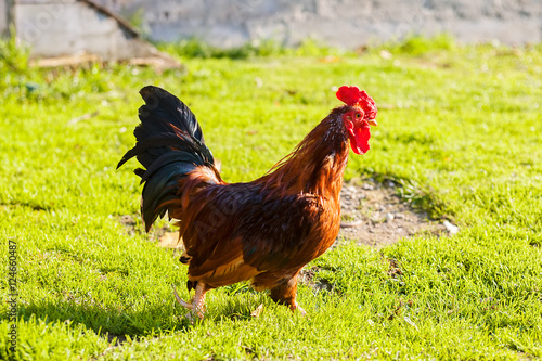 Obraz na płótnie Rooster on grass w salonie