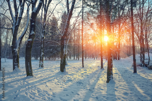 Beautiful winter sunset with trees in the snow.