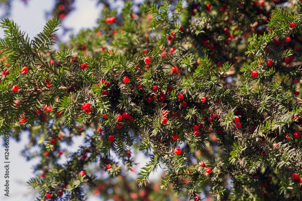 juicy red berries among green needles on a branch of a yew berry