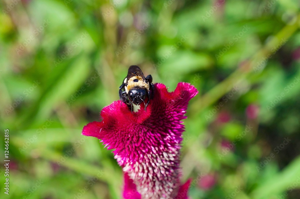 Obraz premium Bee and the Flower