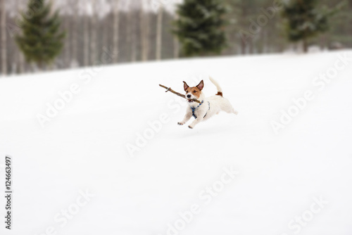 Dog playing with toy on winter snowy golf field © alexei_tm