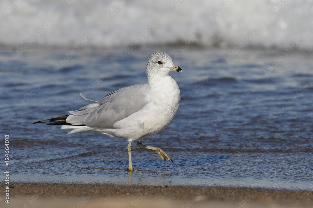 Adult Ring-billed Gull (Larus delawarensis) in non-breeding plumage walking on a Lake Huron beach - Grand Bend, Ontario, Canada Adult Ring-billed Gull (Larus delawarensis) in non-breeding plumage walking on a Lake Huron beach - Grand Bend, Ontario, Canada