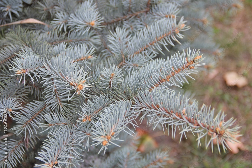 blue spruce blue spruce