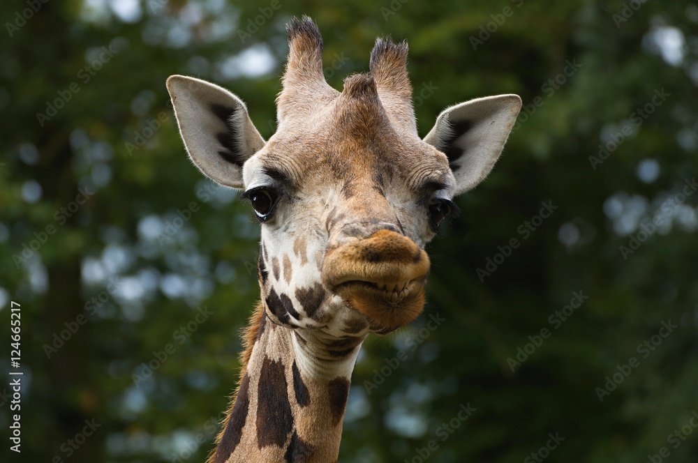 Fototapeta premium Giraffe's smile
