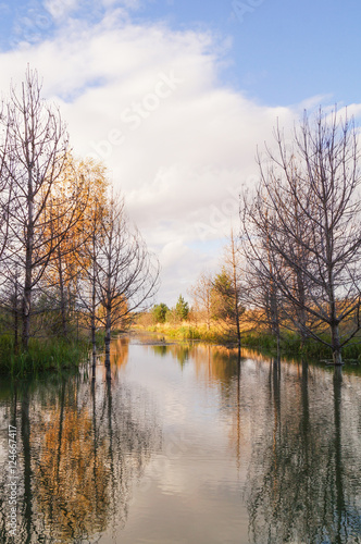 Reflections on the Coniferous Forest