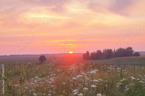 field with green grass against the sunset sky