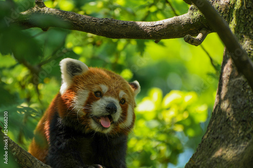 Red Panda in Tree with Tongue Out