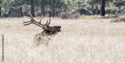 Elk in Rocky Mountain National Park Colorado photo