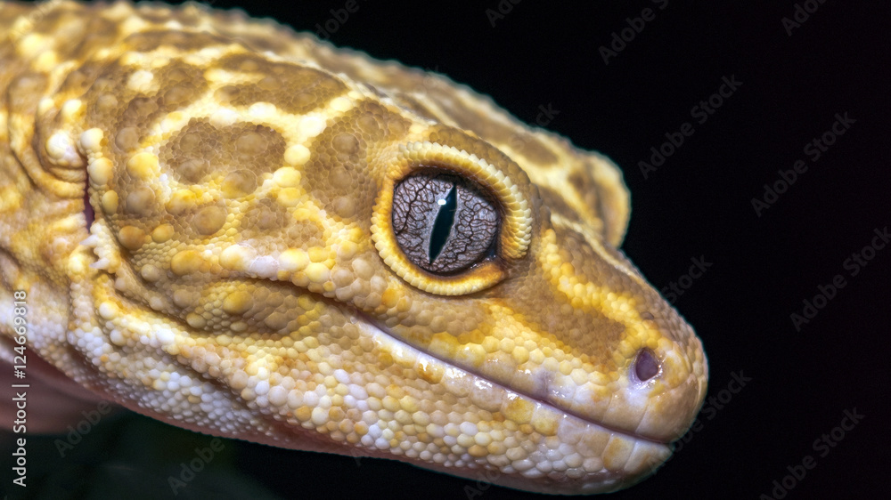 Naklejka premium Gekko's Eye