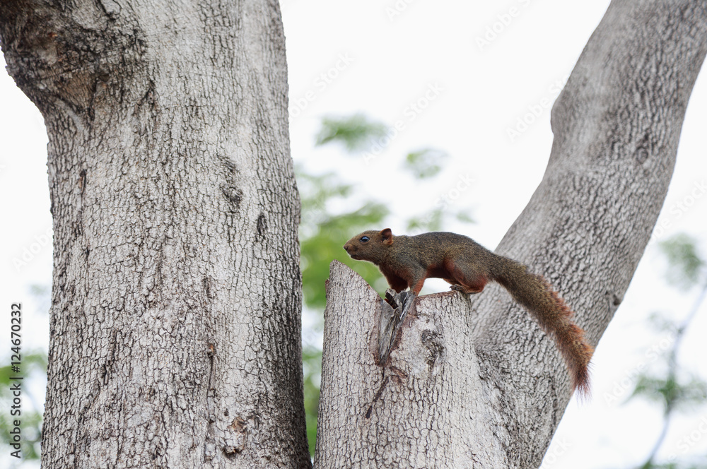 Obraz premium A squirrel looking on the tree