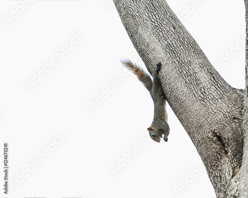 squirrel eating a nut while hanging upside down on a tree.
