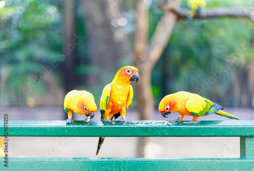 Sun Conure are eating on the fence