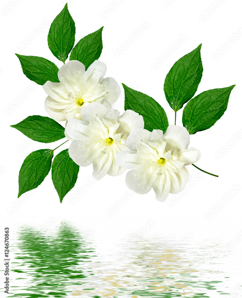 Obraz premium White jasmine flower.