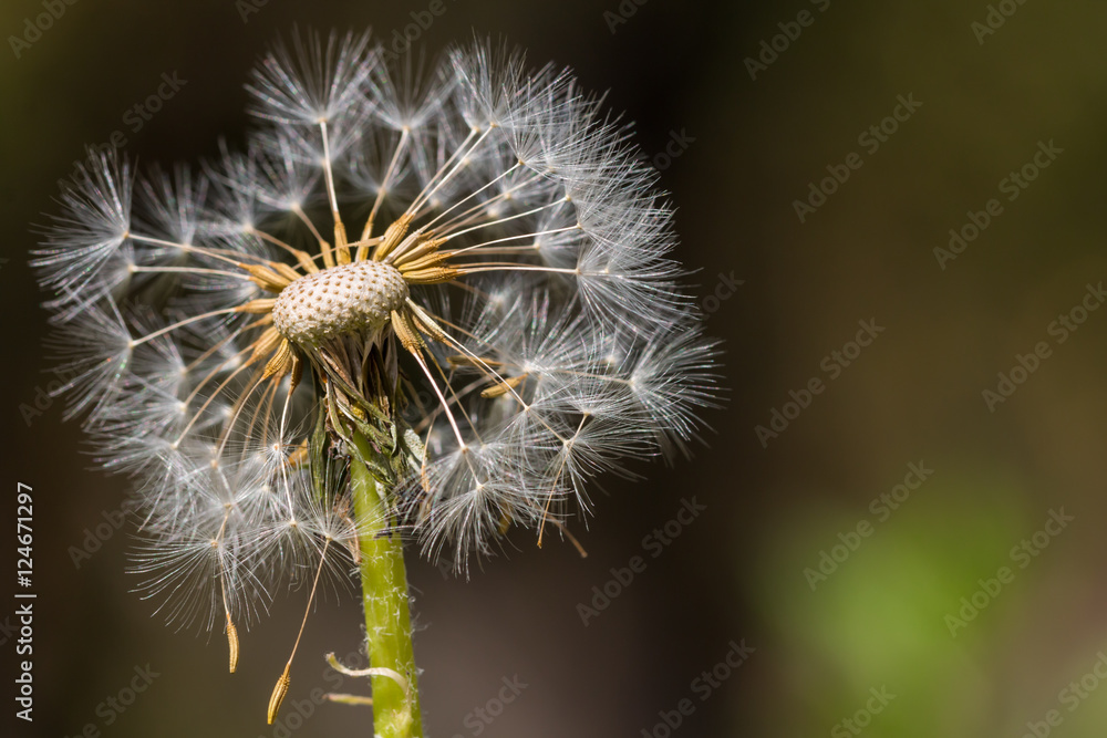 Fototapeta premium Dandelion close-up