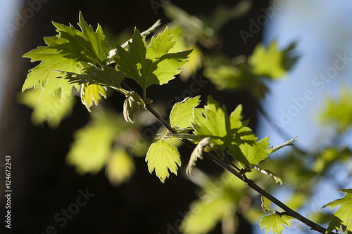 green light and bright leaves at dark background