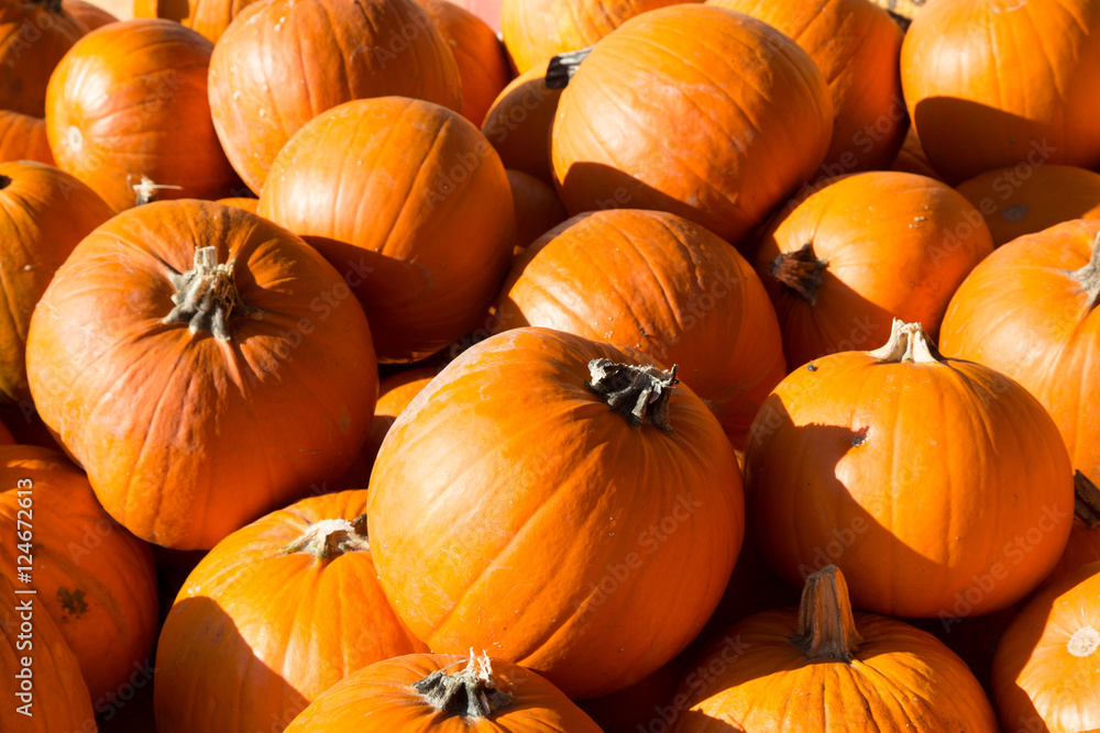 Pile of pumpkins in the sun Pile of pumpkins in the sun
