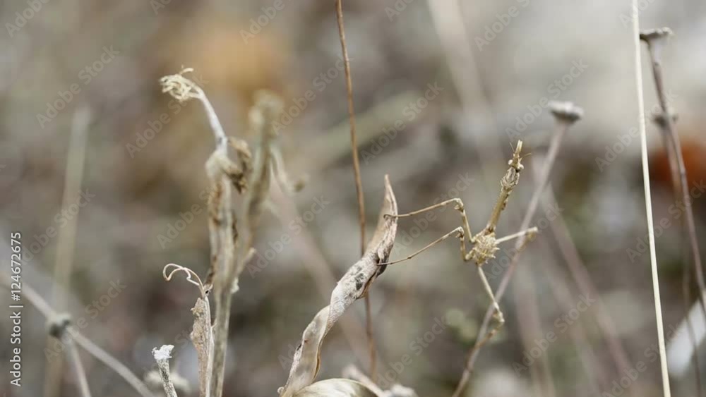 Empusa pennata brown praying mantis in the middle of vegetation in nature Empusa pennata brown praying mantis in the middle of vegetation in nature