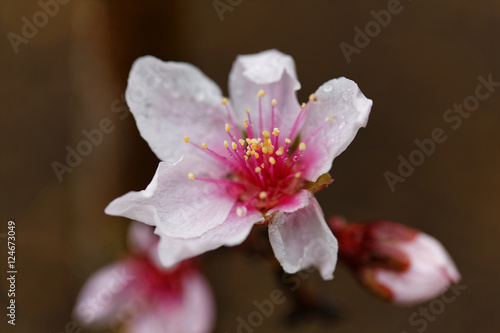 桃の花 © mannpuku