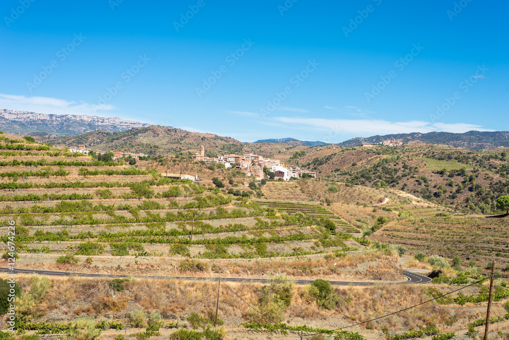 Vineyard in the village El Lloar, in the Comarca Priorat, a famous wine-growing area where the prestigious wine of the Priorat and Montsant is produced. Wine has been cultivated here since12th century