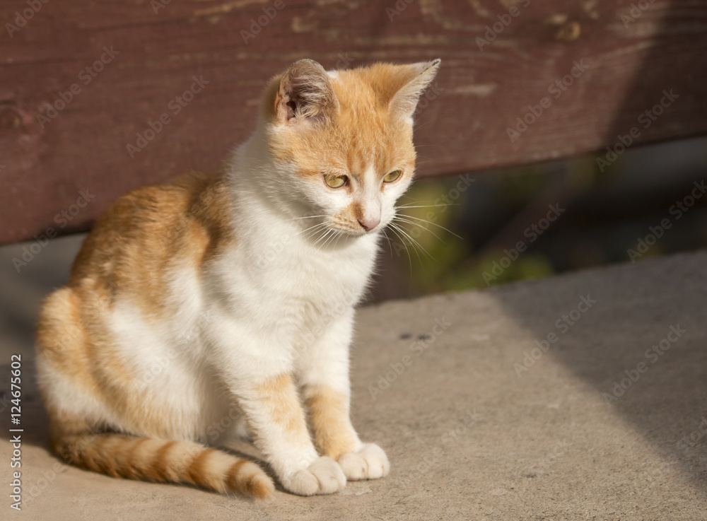 Kitty in sunlight. White-ginger kitty sitting upright and enjoying in afternoon sun. Kitty in sunlight. White-ginger kitty sitting upright and enjoying in afternoon sun.