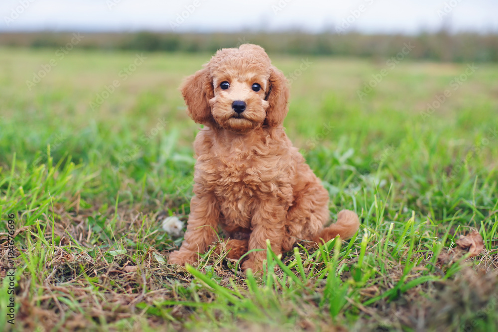 Cute red Toy Poodle puppy sitting outdoors on a green grass