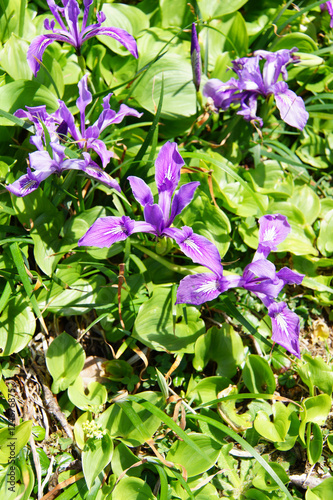 Blue iris on coastal hillside photo