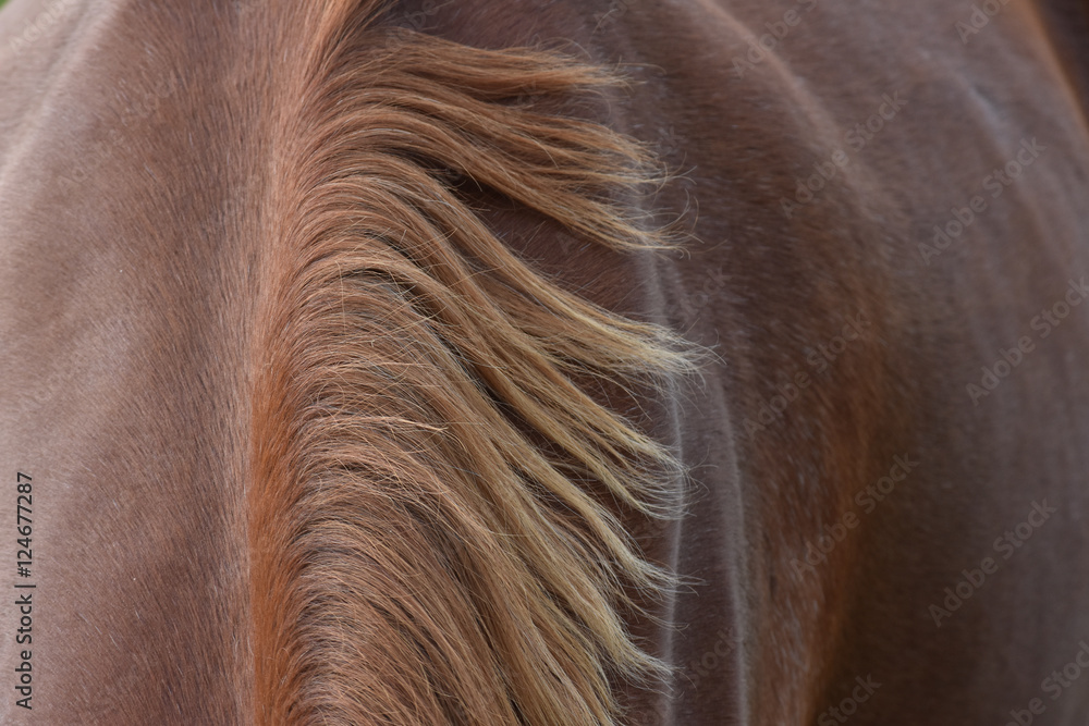 Naklejka premium Mane detail on brown horse back.