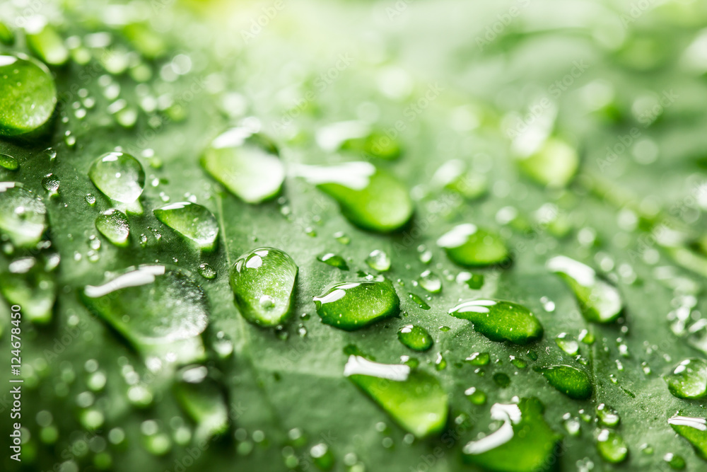 Green leaf with water drops. Green leaf with water drops.