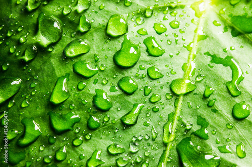 Wet green leaf with water drops.