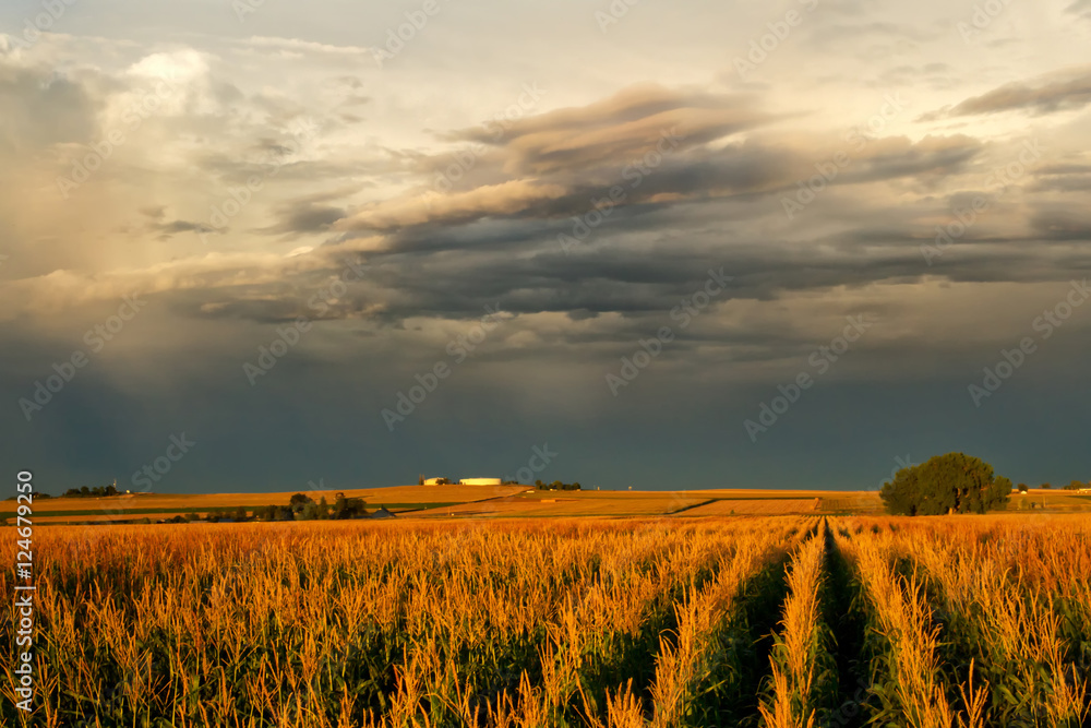 Corn Field under stormy cloudy skies