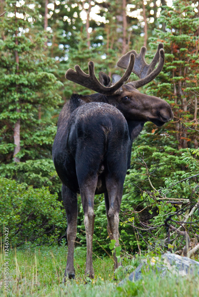 Fototapeta premium Bull Moose looking at you