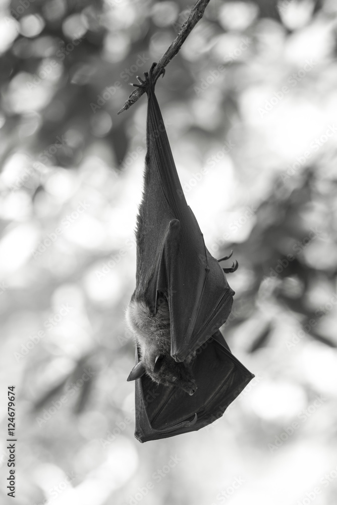 Fototapeta premium Bat hanging on a tree
