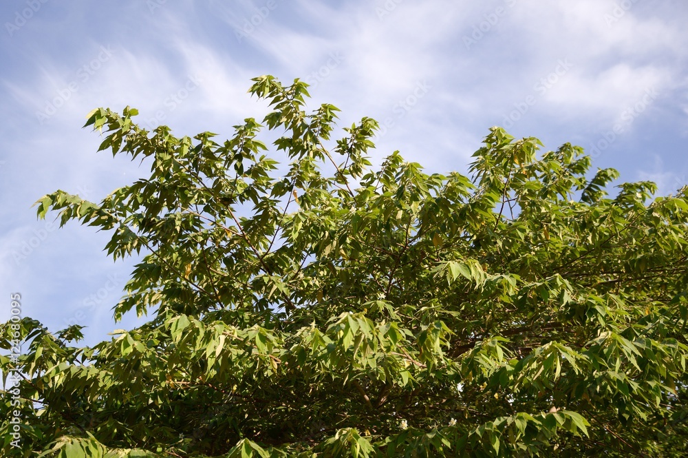Muntingia calabura tree in nature garden