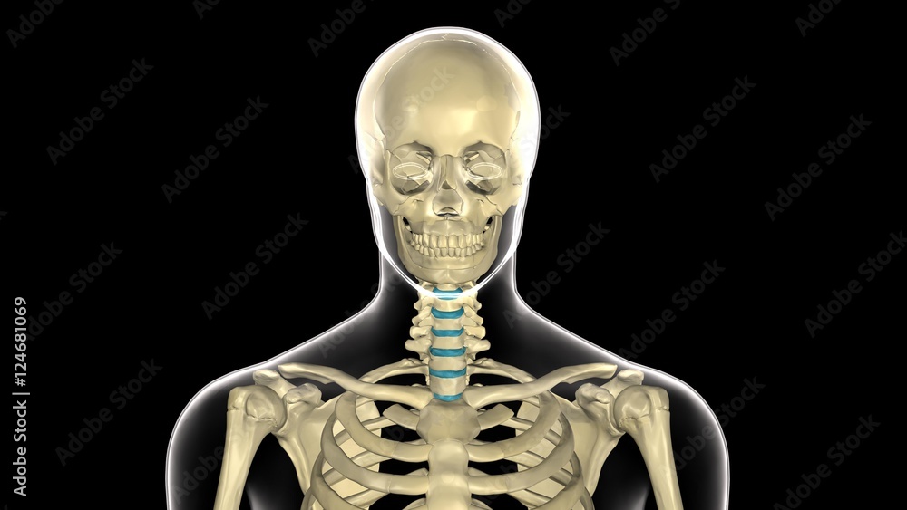 3d rendered medically accurate illustration of skeleton anatomy 3d rendered medically accurate illustration of skeleton anatomy