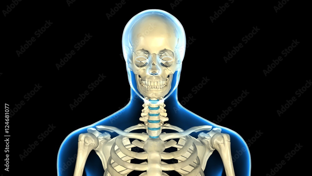 3d rendered medically accurate illustration of skeleton anatomy 3d rendered medically accurate illustration of skeleton anatomy
