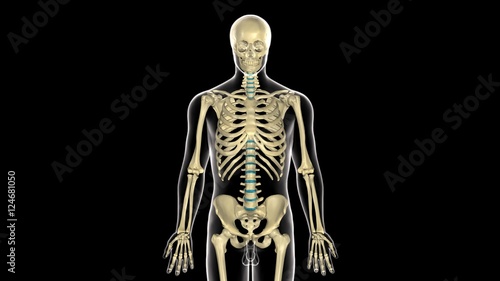 Fototapeta Naklejka Na Ścianę i Meble -  3d rendered medically accurate illustration of skeleton anatomy