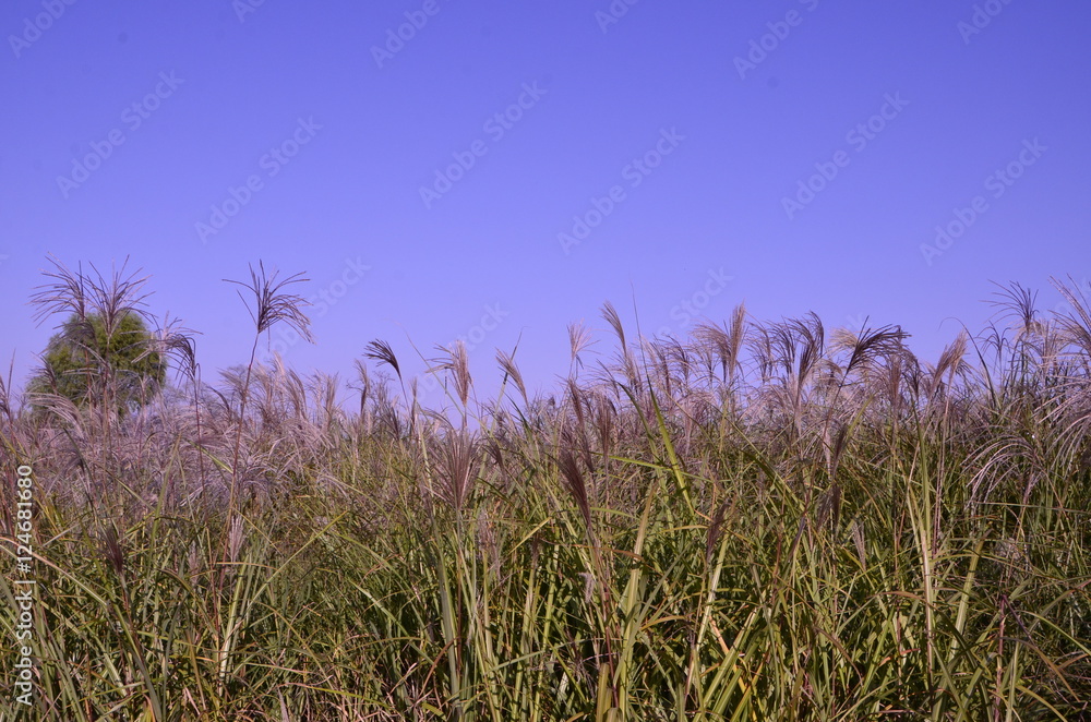 Obraz premium 하늘공원