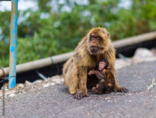 The Barbary macaque population in Gibraltar is the only wild monkey population in the European continent. Some three hundred animals in five troops occupy the area of the Upper Rock of Gibraltar.