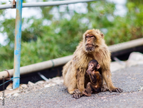 The Barbary macaque population in Gibraltar is the only wild monkey population in the European continent. Some three hundred animals in five troops occupy the area of the Upper Rock of Gibraltar.