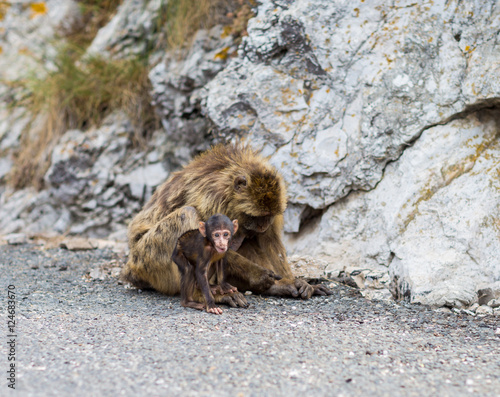 The Barbary macaque population in Gibraltar is the only wild monkey population in the European continent. Some three hundred animals in five troops occupy the area of the Upper Rock of Gibraltar.