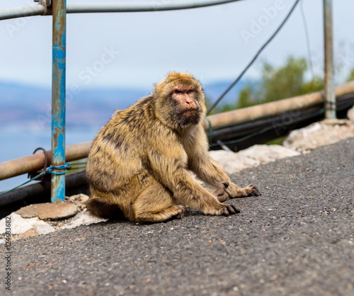 The Barbary macaque population in Gibraltar is the only wild monkey population in the European continent. Some three hundred animals in five troops occupy the area of the Upper Rock of Gibraltar.