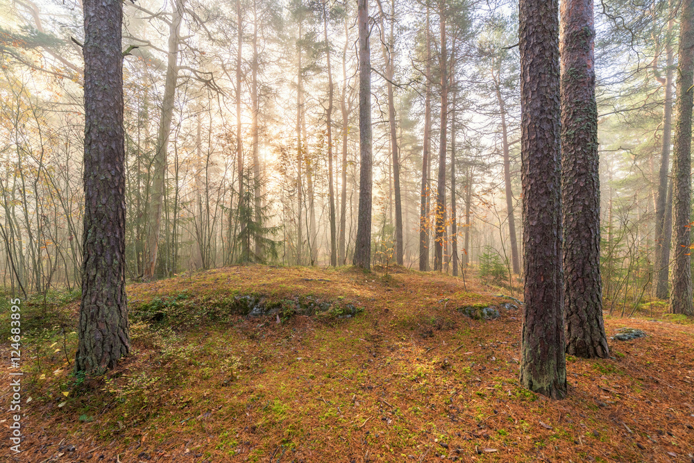 Foggy morning sun light forest Foggy morning sun light forest