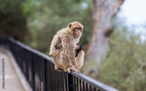 The Barbary macaque population in Gibraltar is the only wild monkey population in the European continent. Some three hundred animals in five troops occupy the area of the Upper Rock of Gibraltar.