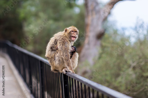 The Barbary macaque population in Gibraltar is the only wild monkey population in the European continent. Some three hundred animals in five troops occupy the area of the Upper Rock of Gibraltar.