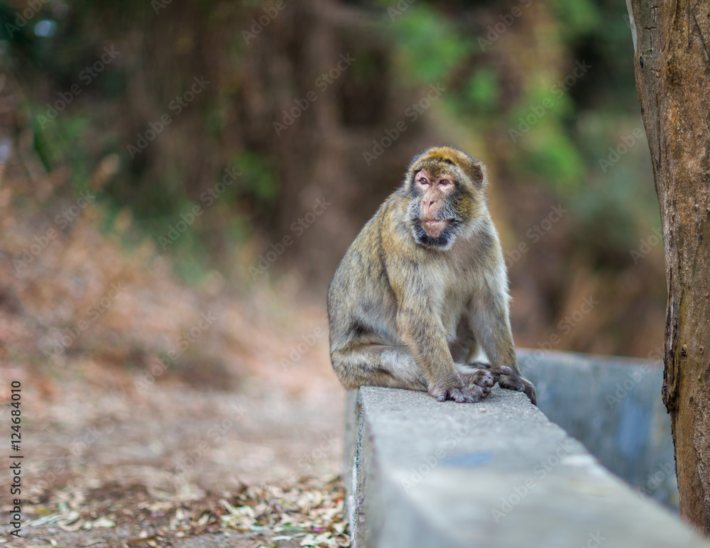 Obraz premium The Barbary macaque population in Gibraltar is the only wild monkey population in the European continent. Some three hundred animals in five troops occupy the area of the Upper Rock of Gibraltar.