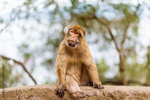 The Barbary macaque population in Gibraltar is the only wild monkey population in the European continent. Some three hundred animals in five troops occupy the area of the Upper Rock of Gibraltar.