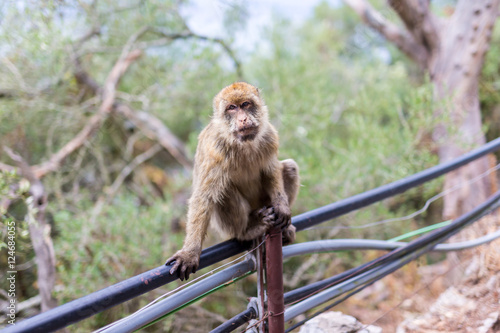 The Barbary macaque population in Gibraltar is the only wild monkey population in the European continent. Some three hundred animals in five troops occupy the area of the Upper Rock of Gibraltar.